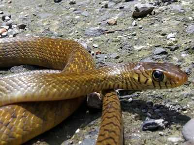 Mumbai: 12 snakes rescued from residential areas across the city in 24 hours