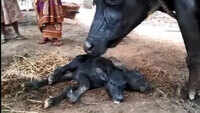 Andhra Pradesh: Buffalo gives birth to two-headed calf, stuns villagers 