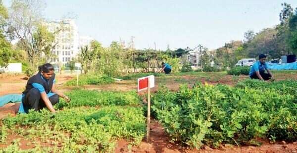 This IT firm in Bengaluru's Domlur grows its own veggies