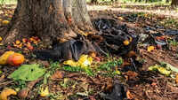 &lsquo;Falling like burnt fruits&rsquo;: Heatwave kills nearly 200 bats in Chhattisgarh&rsquo;s Korba