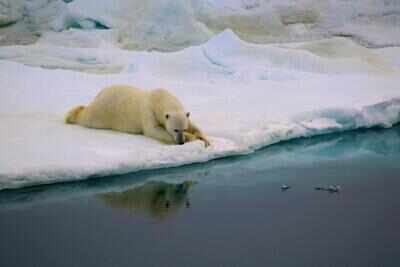 This heart-breaking video of polar bear struggling to survive is the real picture of climate change