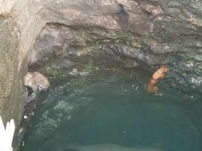 Gujarat: While chasing it, leopard jumps behind a dog into a well; both rescued after hours