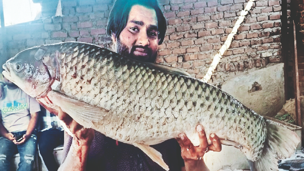 Native carps displacing exotics
