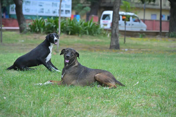 Raj to form panel to address SC directive on stray dogs amid facility shortage