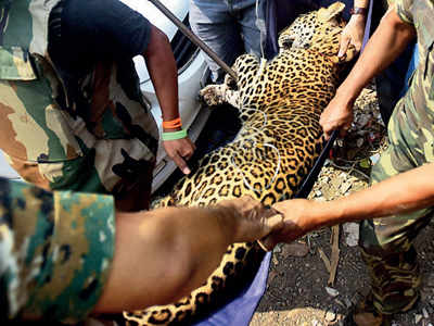 Leopard attacks five; trapped in 4-hour rescue op