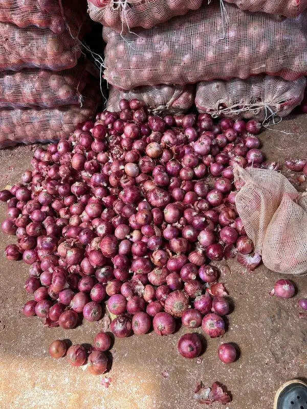 Onion price crash leaves North Karnataka growers in distress