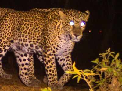 Jammu and Kashmir: Kupwara man kills leopard to save his children
