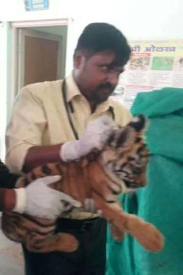 Tiger cub dies due to rare viral disease at SGNP