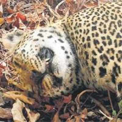 AP villagers beat leopard to death