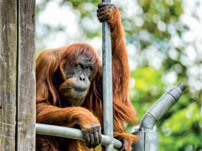 World’s oldest Sumatran orangutan dies at 62