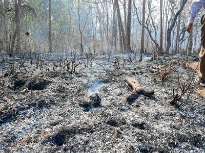 Blaze devoured over 10,000 acres of the Bandipur forest, says ISRO