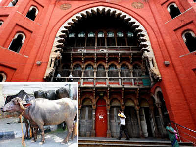 Cattle row: Madras HC stays Centre's ban, government re-examines rules