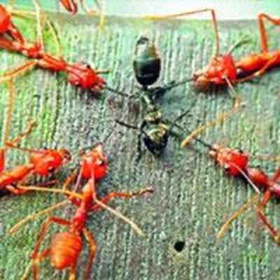 Reader Bikram Banerjea shares interesting facts about ants