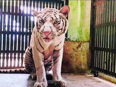 White tigress and gharials at Bannerghatta zoo