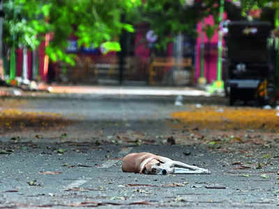 BBMP’s apathy called out after stray dog’s death at ABC centre