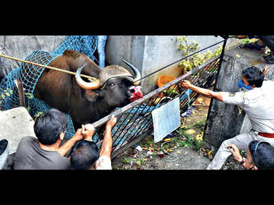 Forest officials, cops form SOPs to mitigate human-animal crisis Forest officials, cops form SOPs to mitigate human-animal crisis