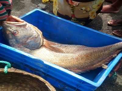 Fishermen brothers net a lottery off Mumbai coast, sell a fish for Rs 5.5 lakh