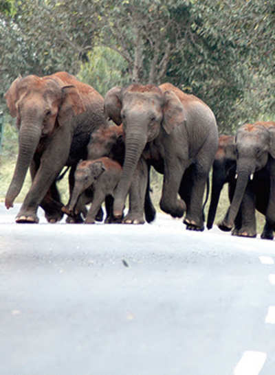 Metro depot will stray into elephant corridor