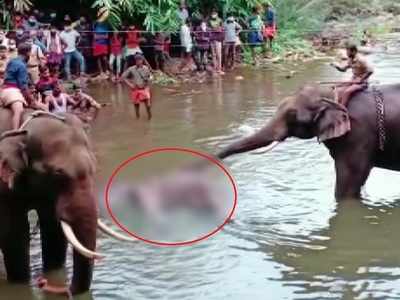 Kerala: One suspect arrested, forest officials on lookout for father-son duo in connection with death of pregnant elephant in Palakkad