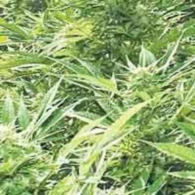 Cannabis plants worth Rs 50 crore destroyed