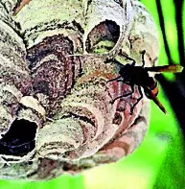 Insects killed more humans than jumbos & wild boars did last year