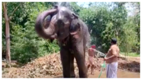 Patna man wills half of his property to 2 elephants 