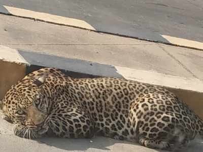 Hyderabad: People panicked as leopard spotted in residential area