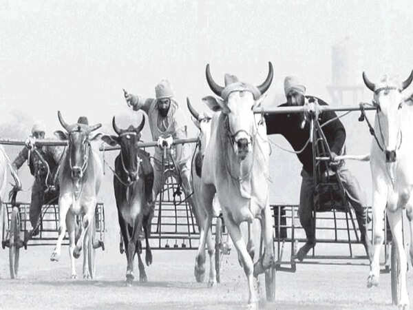 Bulls are back