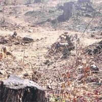 Poachers axe acacia trees worth 1.65 lakh