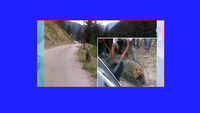 Watch: Leopard rescued by forest officials in J&K’s Kishtwar 