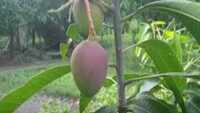Bihar’s ‘Mango Man’ names new variety ‘Lockdown’ 