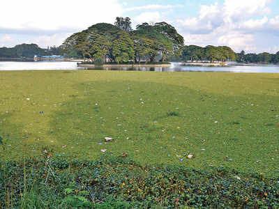 Even rejuvenated lakes aren’t safe in Bengaluru