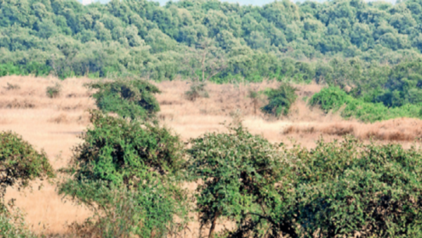 1,687 trees on Vikhroli plot to be cut for Mumbai-Ahmedabad bullet train project