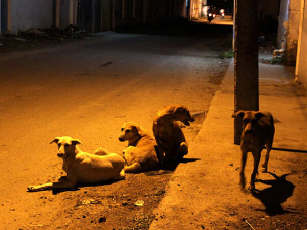 Few takers for government sterilisation scheme as stray dog numbers soar