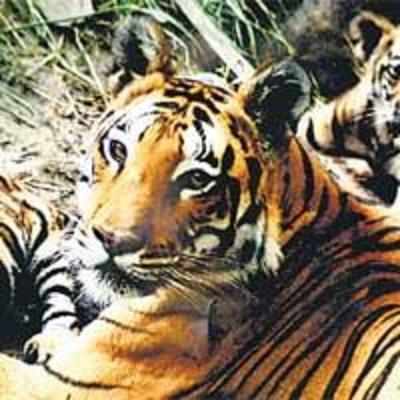 Staff shortage plagues Corbett Tiger reserve