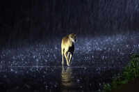 Yellow alert for June 2, 3 as monsoon to hit Kerala