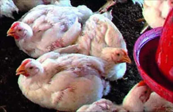 Chicken prices plunge as heatwave hits AP poultry sector