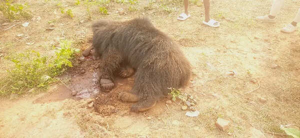 Farmer held on charge of poisoning sloth bear to death