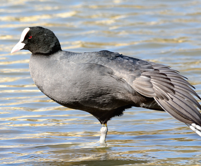 When the coot comes calling