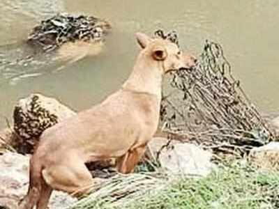 Idukki Landslide: A pet dog grieves the death of his master and playmates