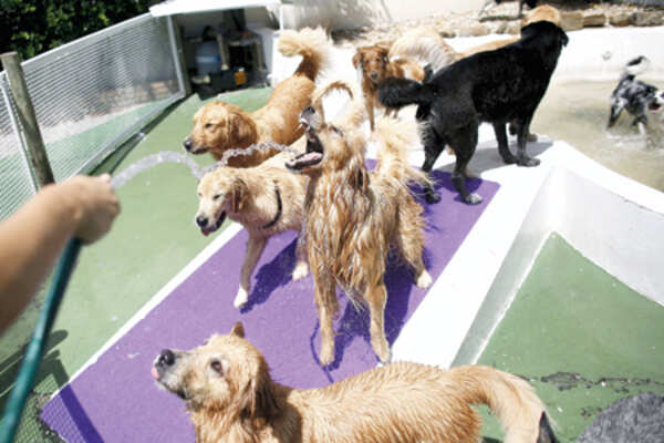 Pet care this summer