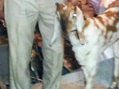 Goat deserted at railway station gets medical care