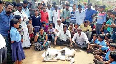 Karnataka: The curious case of Mandya’s pelican deaths