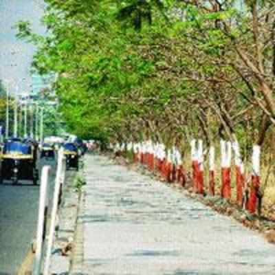NMMC to use satellite imaging to conduct tree census this year