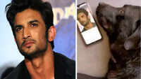 Fake alert! Sushant's pet dog Fudge is not dead 