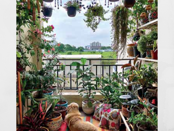 A plant to the rescue