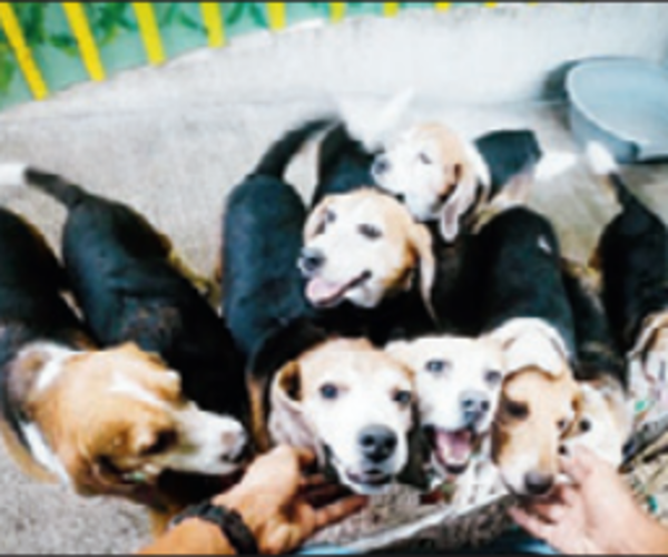 Notice change in your pet's behaviour; rush to vet