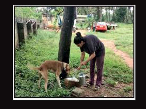 BDA notice to stray dog caretaker as residents file complaint