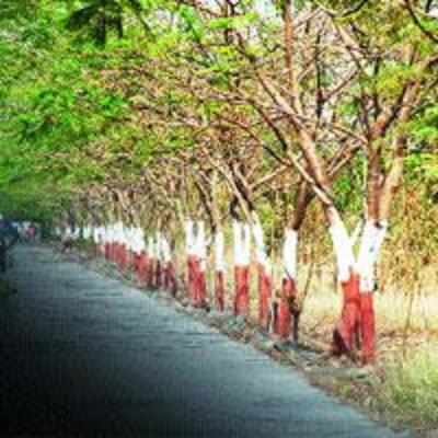 NMMC to spend Rs 25L for tree census to protect green cover