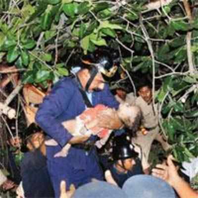 Tree crushes woman, 6-mth child to death